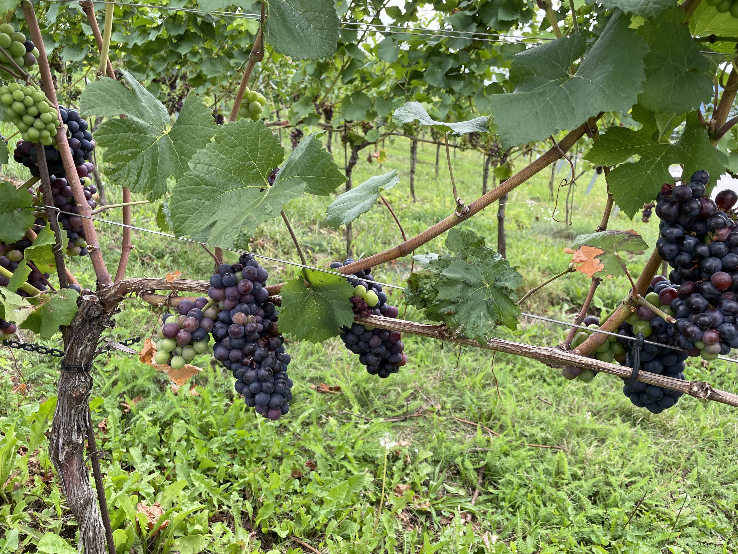Kärnten, Weingut Burg Taggenbrunn Blog 07